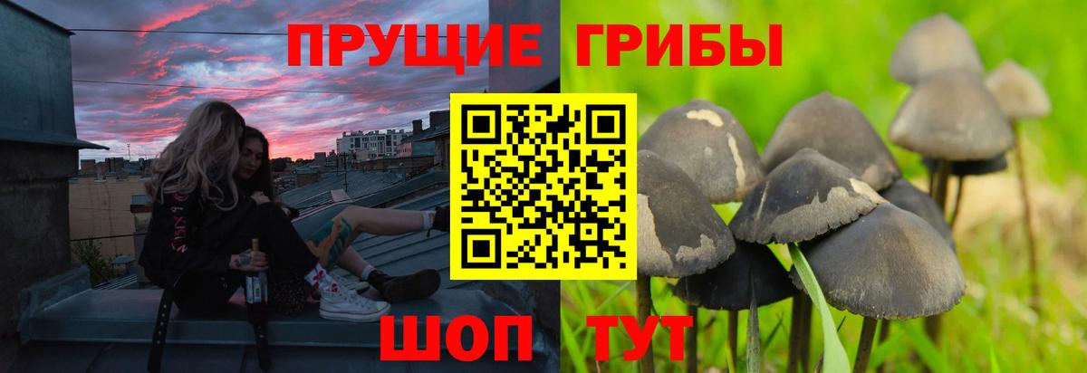 Кстово  Псилоцибиновые грибы GOLDEN TEACHER  Вход с VPN 